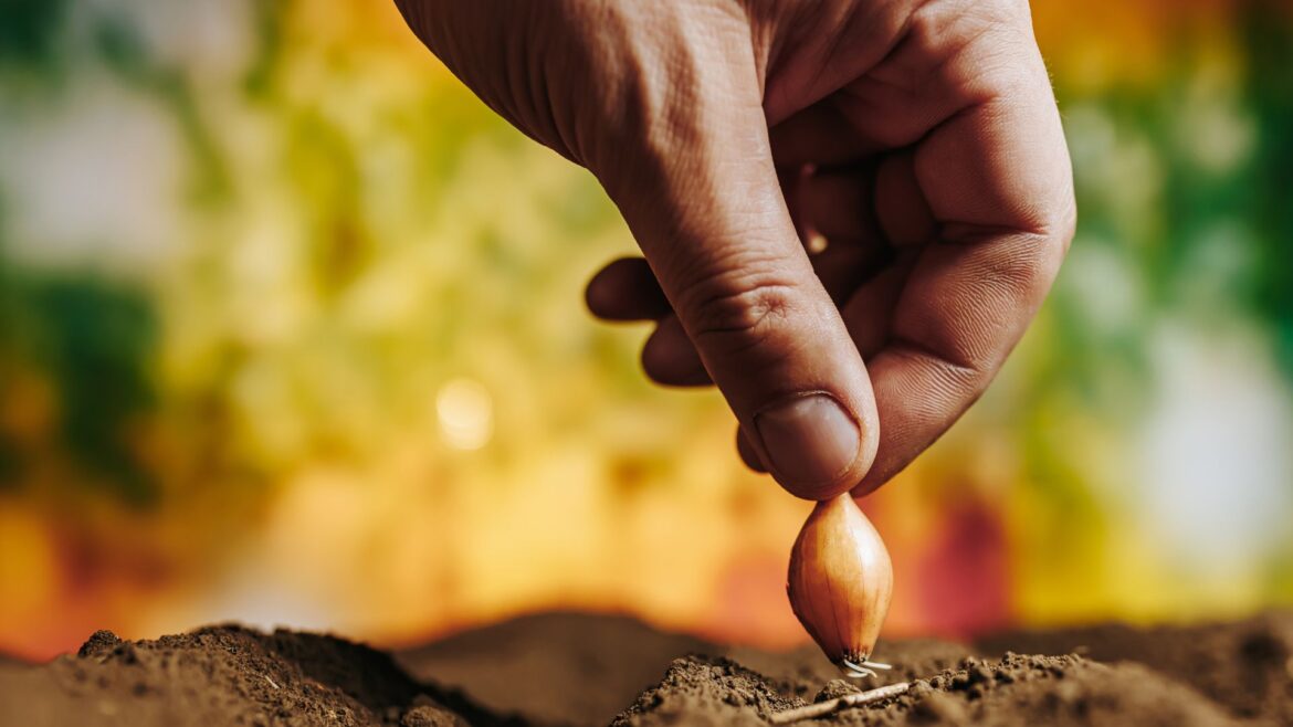 Seed plantation campaign 4