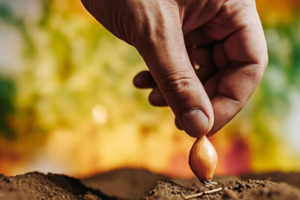 National Campaign on Seed Treatment by DAY-NRLM and MoRD