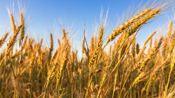 National Campaign on Integrated Crop Management in Natural Farming by MoRD, GoI