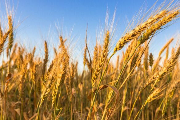 National Campaign on Integrated Crop Management in Natural Farming by MoRD, GoI